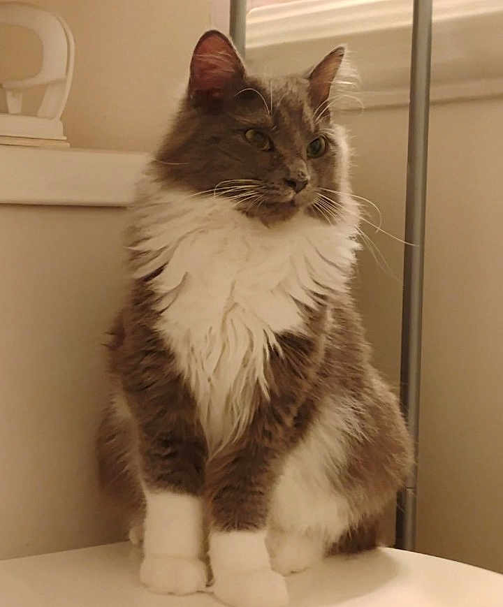 Sassy joined the competition — help win amazing prizes! cat, long_hair, fluffy, sitting, white_chest, paws, indoor, lamp, window, fur, portrait, pet, cute, whiskers, ears, table, neutral_background, calm, gray, household