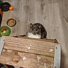 Sassy joined the competition — help win amazing prizes! animal, cat, cat_toy, curious_cat, domestic, empty_bowl, feline, flooring, food_bowl, gray_cat, indoor, looking_up, orange_ball, pet, pet_bowl, playful, scratched_wood, white_fur, wood_texture, wooden_chair