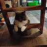 Sassy is registered to the contest to win money with this photo: animal, cat, cat_toys, chair, cozy, curious, cute, domestic, feline, floor, fluffy, furniture, home, indoor, paws, pet, relaxed, resting, scratching_post, wooden_frame