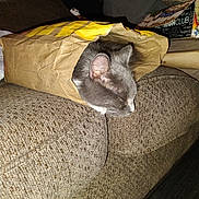 Sassy is registered to the contest to win money with this photo: animal, arm, box, brown, casual, cat, couch, cozy, feline, furniture, gray_cat, indoor, nap, paper_bag, pet, resting, sleeping, tattoo, textured, yellow