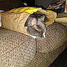 animal, arm, box, brown, casual, cat, couch, cozy, feline, furniture, gray_cat, indoor, nap, paper_bag, pet, resting, sleeping, tattoo, textured, yellow