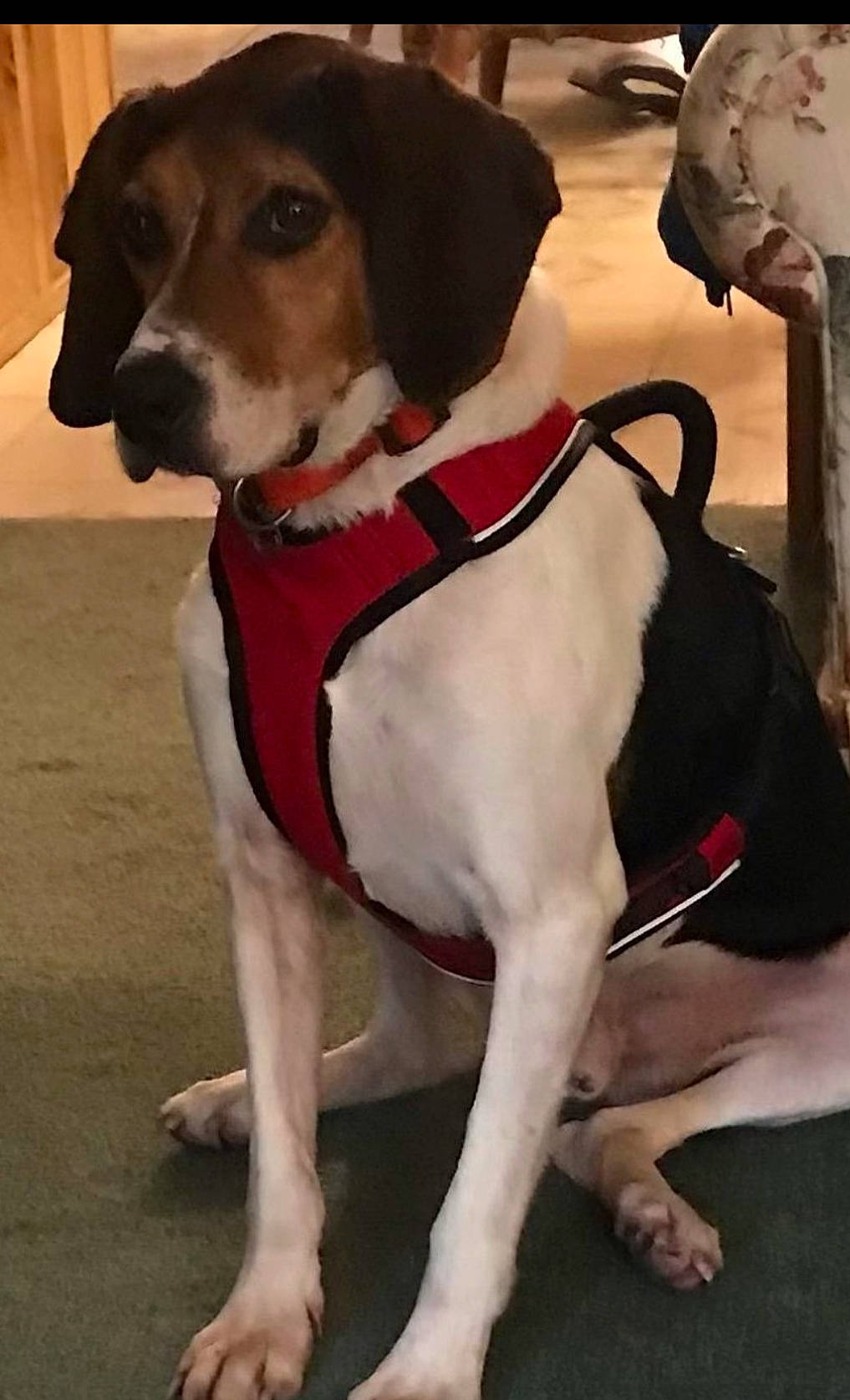 Hank is registered to the contest to win money with this photo: canidae, carnivore, collar, companion_dog, dog, dog_breed, dog_clothes, dog_collar, dog_supply, fashion_accessory, fawn, fur, hound, leash, pet_supply, snout, sporting_group, whiskers, working_animal, working_dog