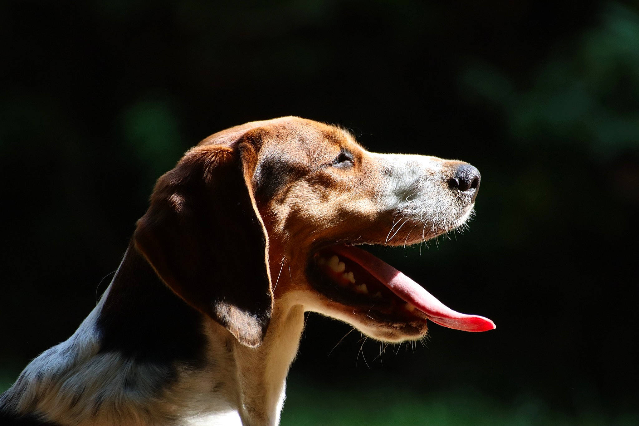 Sam participe au concours pour gagner de l'argent avec cette photo : beige, brown, carnivore, collar, companion_dog, dog, dog_breed, dog_collar, fawn, hunting_dog, jaw, liver, organ, snout, tan, terrestrial_animal, tongue, tooth, vertebrate, whiskers