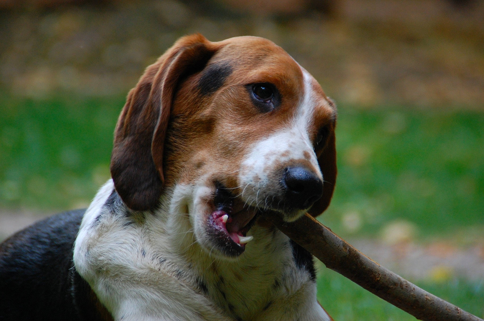 Sam participe au concours pour gagner de l'argent avec cette photo : beagle, canidae, carnivore, close_up, collar, companion_dog, dog, dog_breed, english_foxhound, fawn, hound, hunting_dog, liver, mammal, scent_hound, snout, sporting_group, tongue, whiskers, working_dog