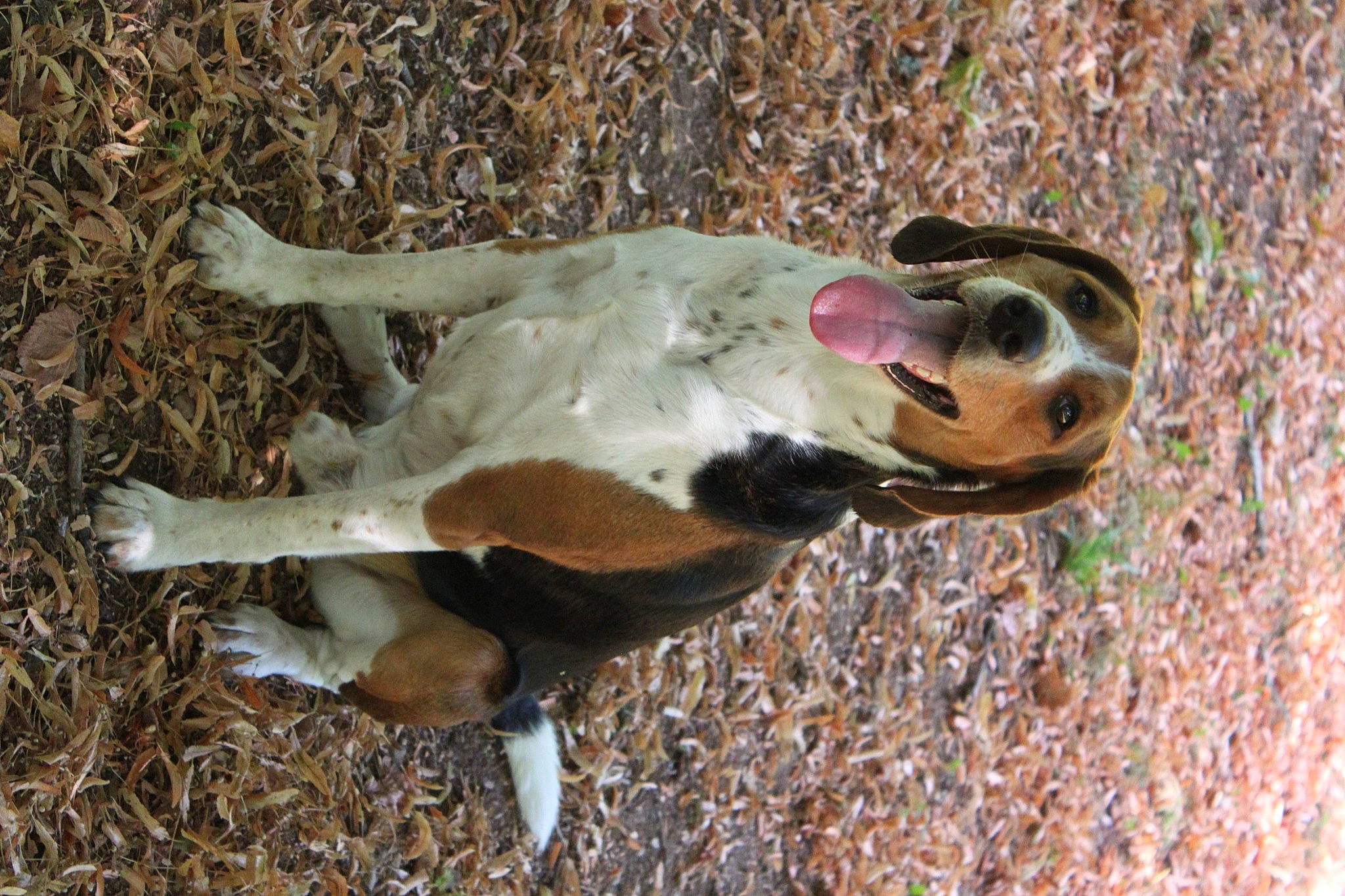 Sam participe au concours pour gagner de l'argent avec cette photo : adaptation, brown, canidae, carnivore, companion_dog, dog, dog_breed, dog_toy, fawn, liver, paw, snout, soil, tail, terrestrial_animal, wildlife, working_animal, working_dog
