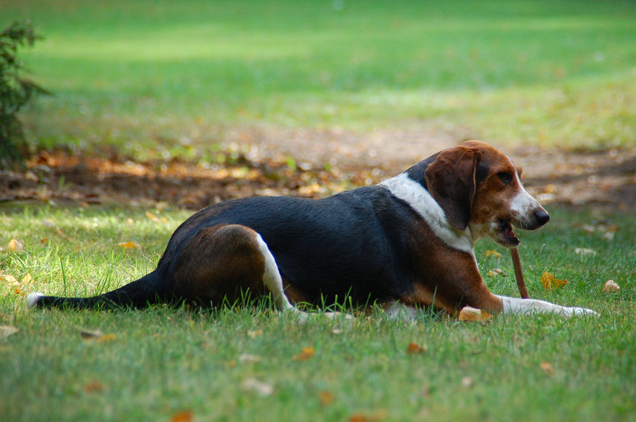 Sam participe au concours pour gagner de l'argent avec cette photo : beagle, canidae, carnivore, companion_dog, dog, dog_breed, fawn, field, grass, grass_family, grassland, groundcover, hound, lawn, liver, mammal, plain, scent_hound, snout, tail