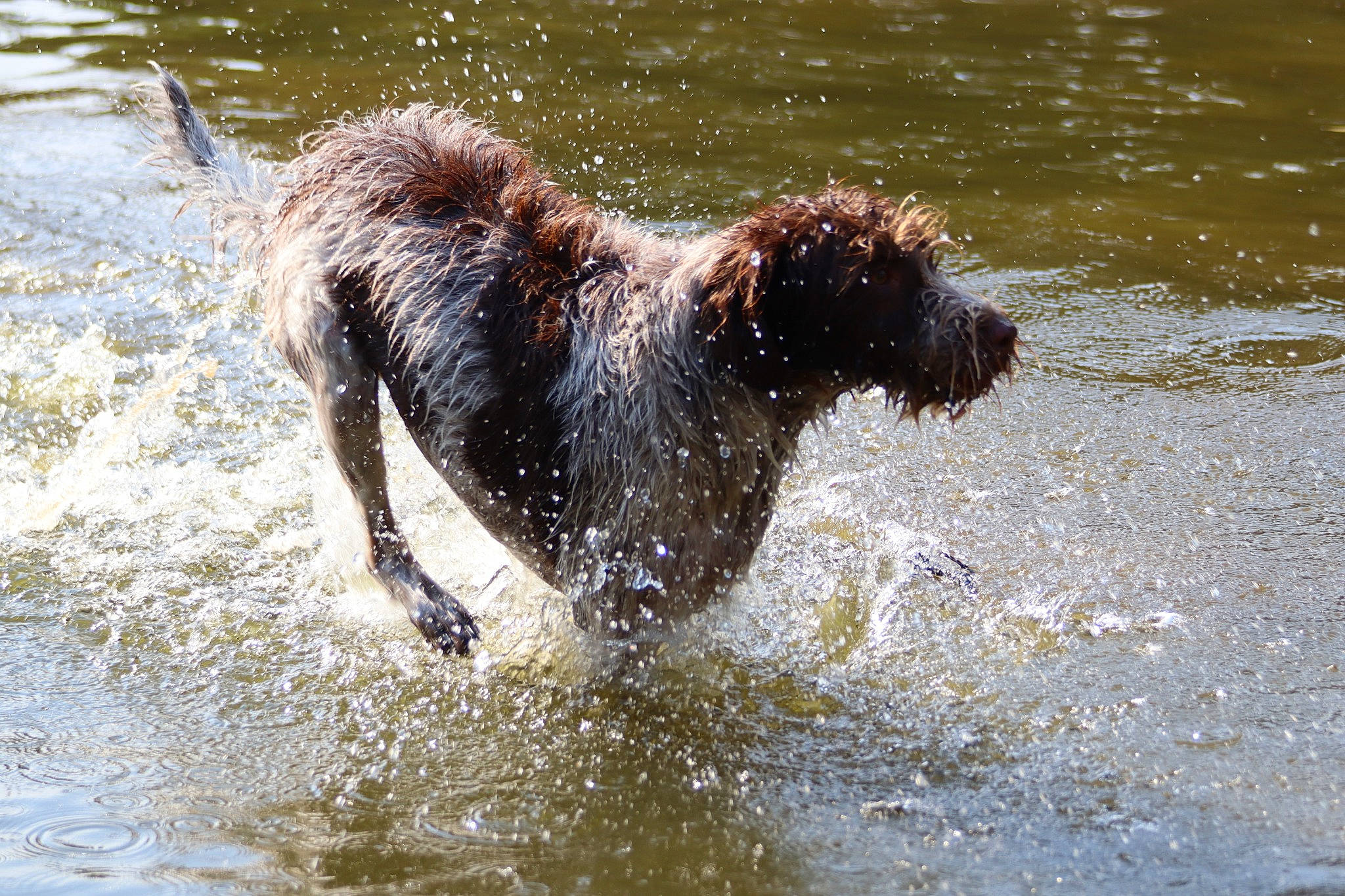 Tom a rejoint le concours — aidez-le/la à gagner de superbes lots ! canidae, carnivore, companion_dog, dog, dog_breed, fluid, hunting_dog, labradoodle, liquid, liver, non_sporting_group, portuguese_water_dog, sporting_group, tail, vertebrate, water, water_dog, water_resources, working_animal, working_dog