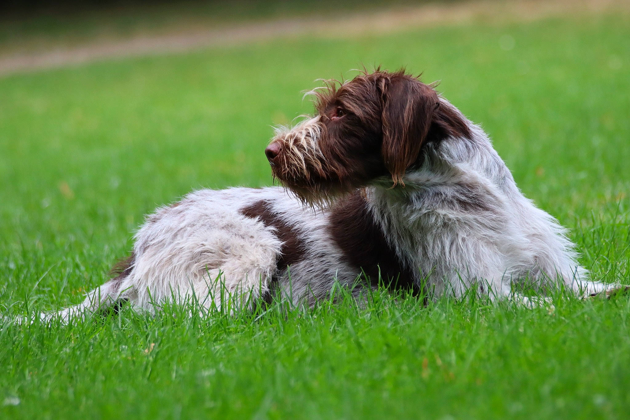 Tom a rejoint le concours — aidez-le/la à gagner de superbes lots ! canidae, carnivore, companion_dog, dog, dog_breed, field, grass, grass_family, grassland, hunting_dog, lawn, liver, mammal, meadow, prairie, small_terrier, snout, sporting_group, terrier, working_animal
