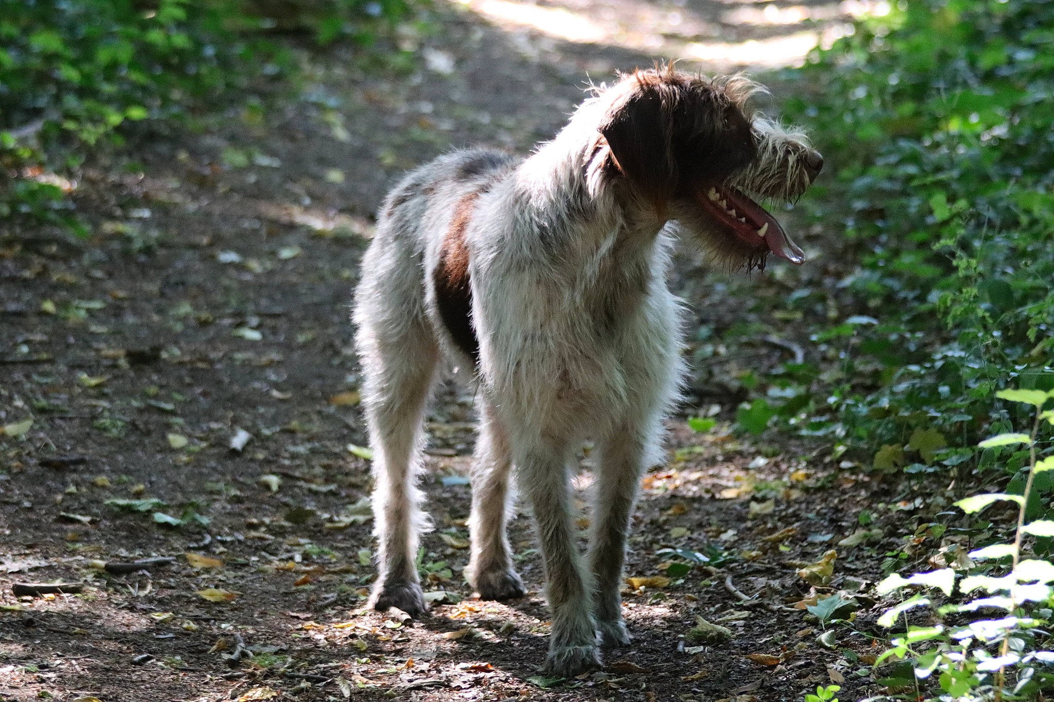 Tom participe au concours pour gagner de l'argent avec cette photo : canidae, carnivore, dog, dog_breed, fawn, groundcover, liver, snout, soil, sporting_group, tail, terrestrial_animal, tongue