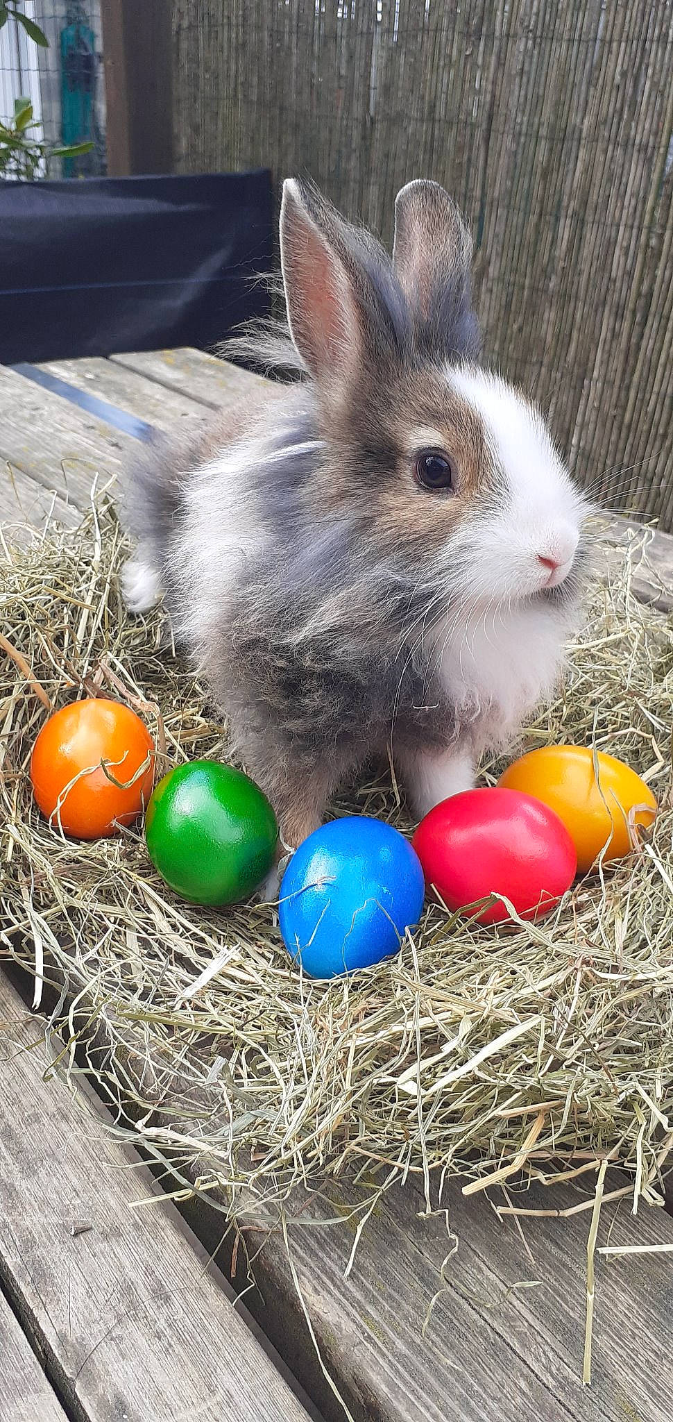 Peter a rejoint le concours — aidez-le/la à gagner de superbes lots ! domestic_rabbit, easter, easter_bunny, easter_egg, grass, rabbit, rabbits_and_hares