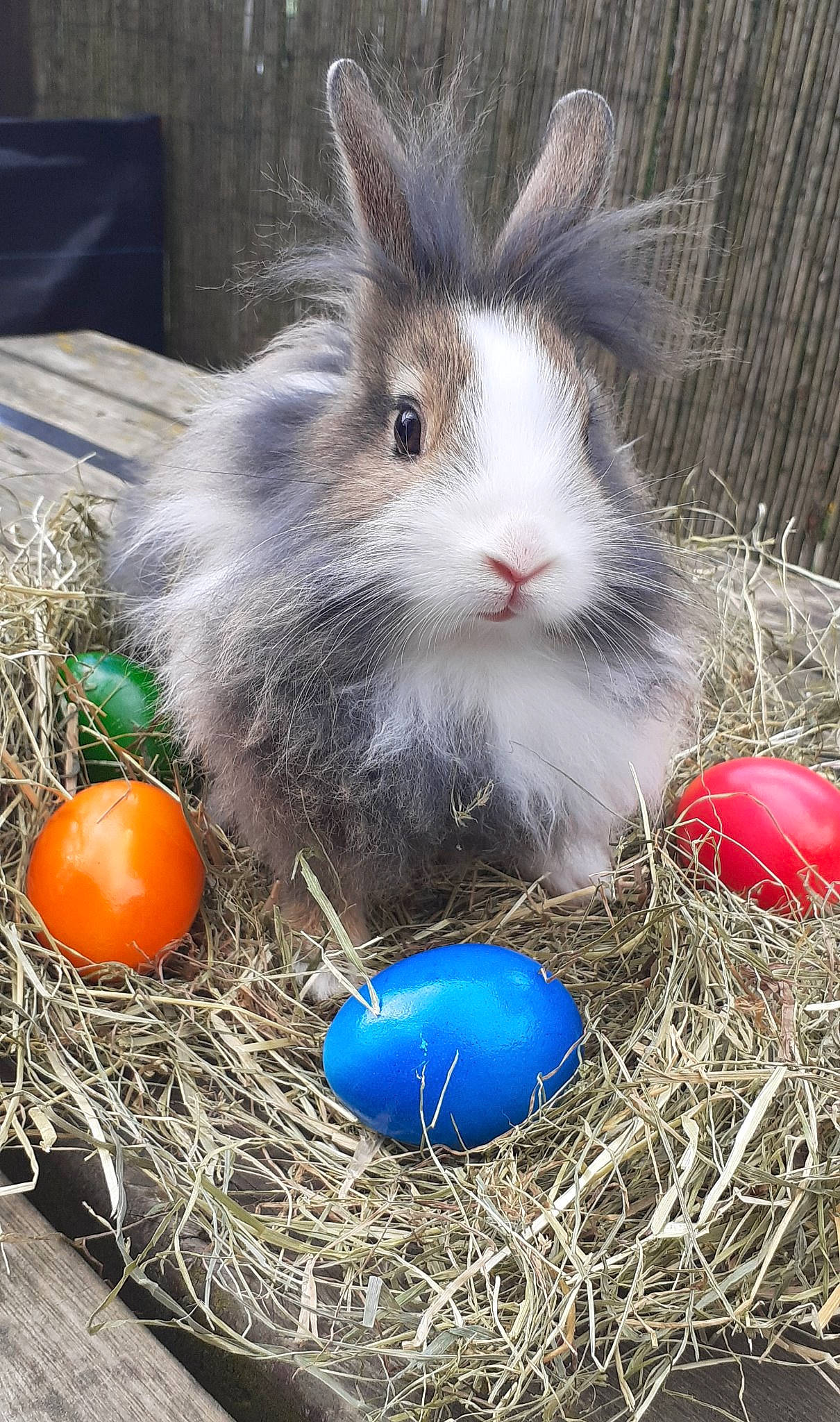 Peter participe au concours pour gagner de l'argent avec cette photo : domestic_rabbit, easter, easter_bunny, easter_egg, egg, grass, hay, holiday, rabbit, rabbits_and_hares
