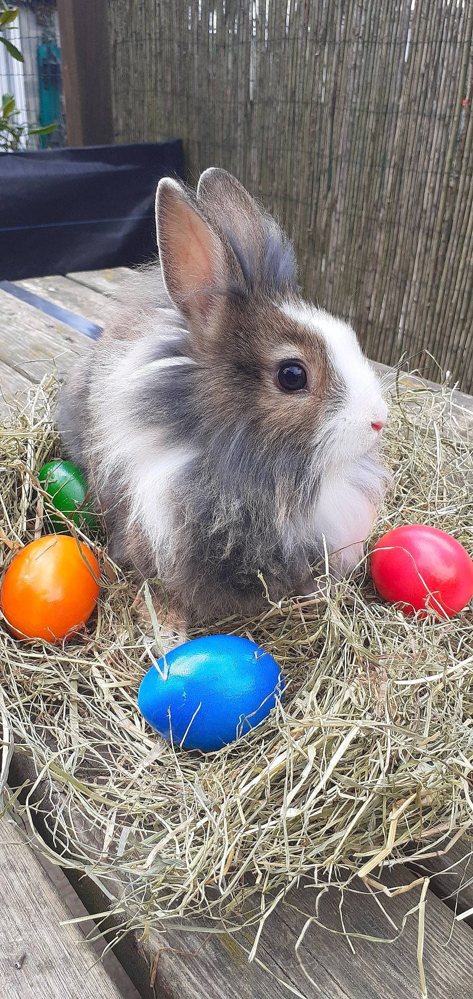 Peter participe au concours pour gagner de l'argent avec cette photo : domestic_rabbit, easter, easter_bunny, easter_egg, egg, grass, hay, rabbit, rabbits_and_hares, wood_rabbit