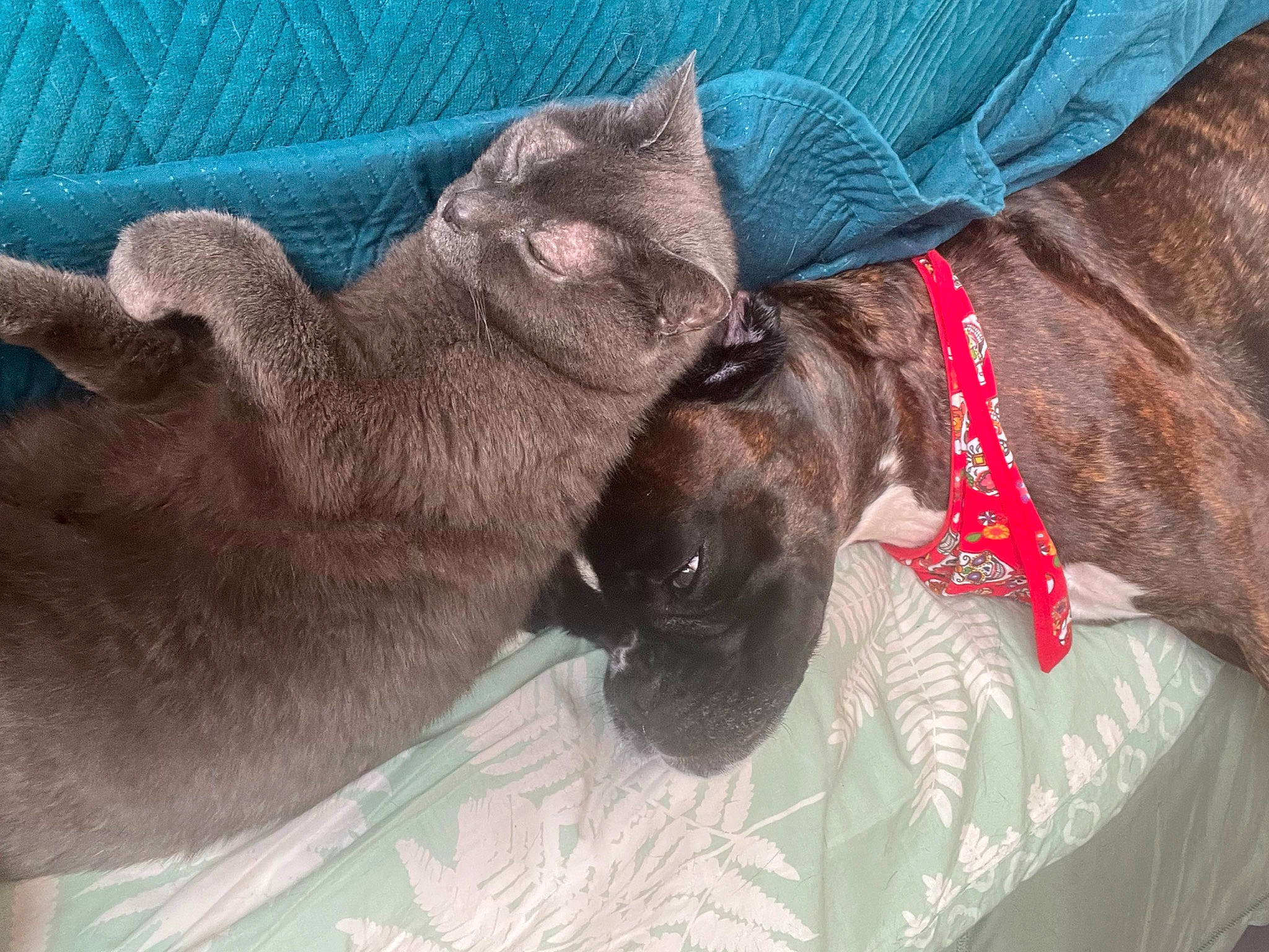 Nina a rejoint le concours — aidez-le/la à gagner de superbes lots ! carnivore, cat, claw, collar, comfort, dog_breed, domestic_short_haired_cat, fawn, felidae, foot, fur, gesture, human_leg, liver, paw, small_to_medium_sized_cats, snout, sporting_group, tail, whiskers