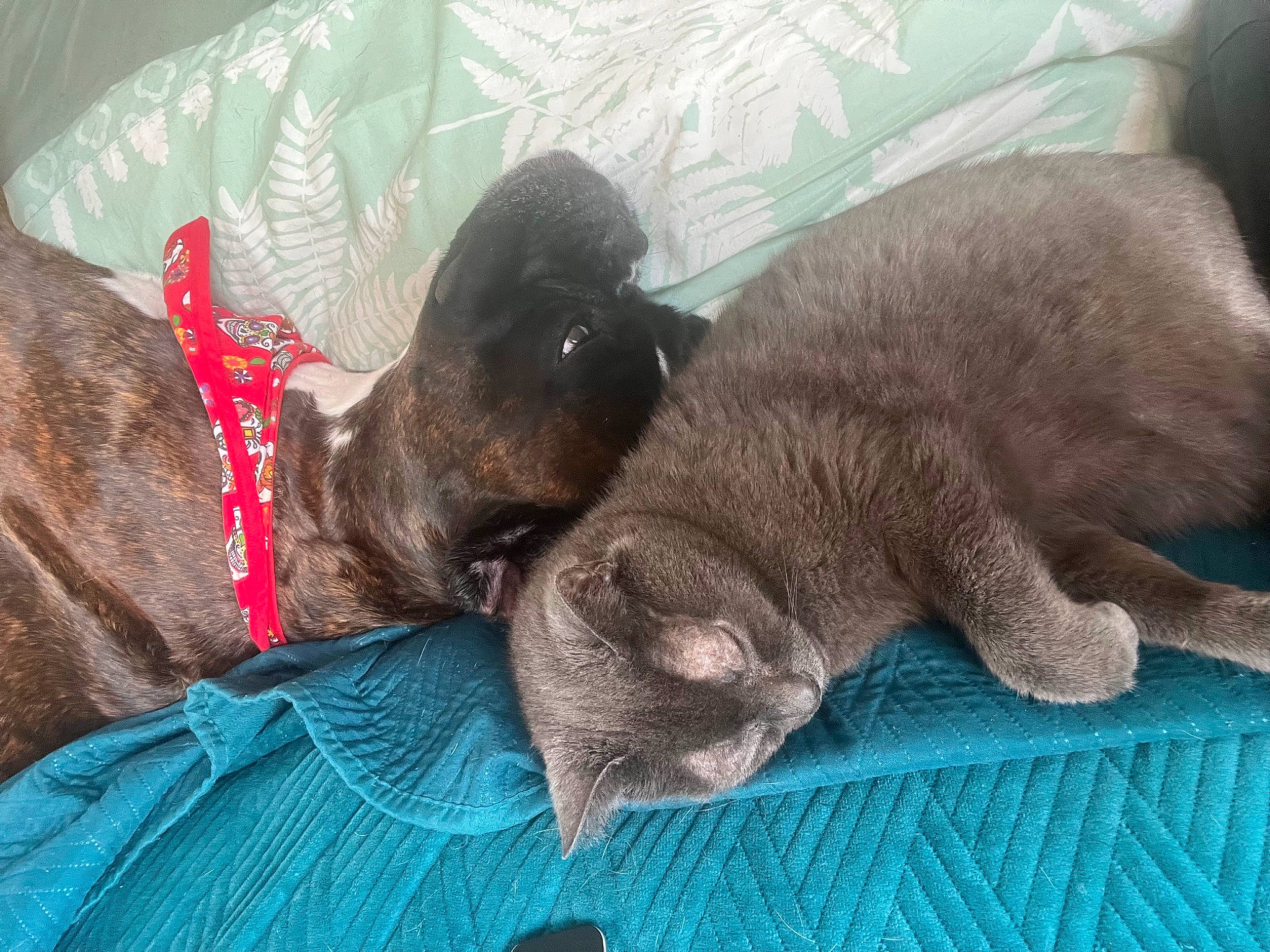 Nina participe au concours pour gagner de l'argent avec cette photo : canidae, carnivore, cat, comfort, companion_dog, dog, dog_breed, domestic_short_haired_cat, fawn, felidae, fur, liver, nap, sleep, small_to_medium_sized_cats, snout, sporting_group, tail, whiskers, working_animal