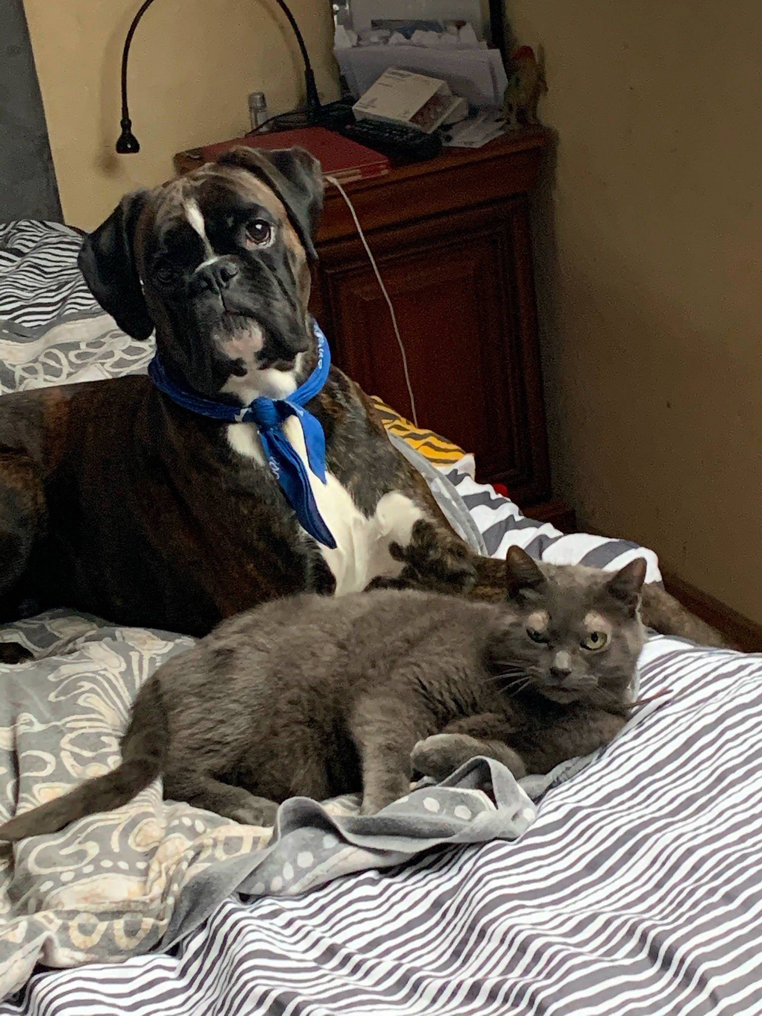 Nina a rejoint le concours — aidez-le/la à gagner de superbes lots ! canidae, carnivore, cat, collar, comfort, companion_dog, dog, dog_breed, dog_supply, domestic_short_haired_cat, fawn, felidae, fur, grey, liver, pet_supply, snout, sporting_group, whiskers, working_animal