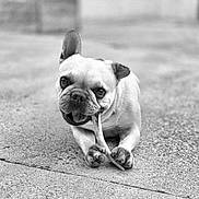 Pumba a rejoint le concours — aidez-le/la à gagner de superbes lots ! dog, french_bulldog, bone, chewing, pet, animal, outdoor, concrete, paw, ears, cute, black_and_white, portrait, lying_down, playful, close_up, muzzle, canine, friendly, pet_care