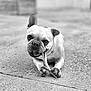 dog, french_bulldog, bone, chewing, pet, animal, outdoor, concrete, paw, ears, cute, black_and_white, portrait, lying_down, playful, close_up, muzzle, canine, friendly, pet_care