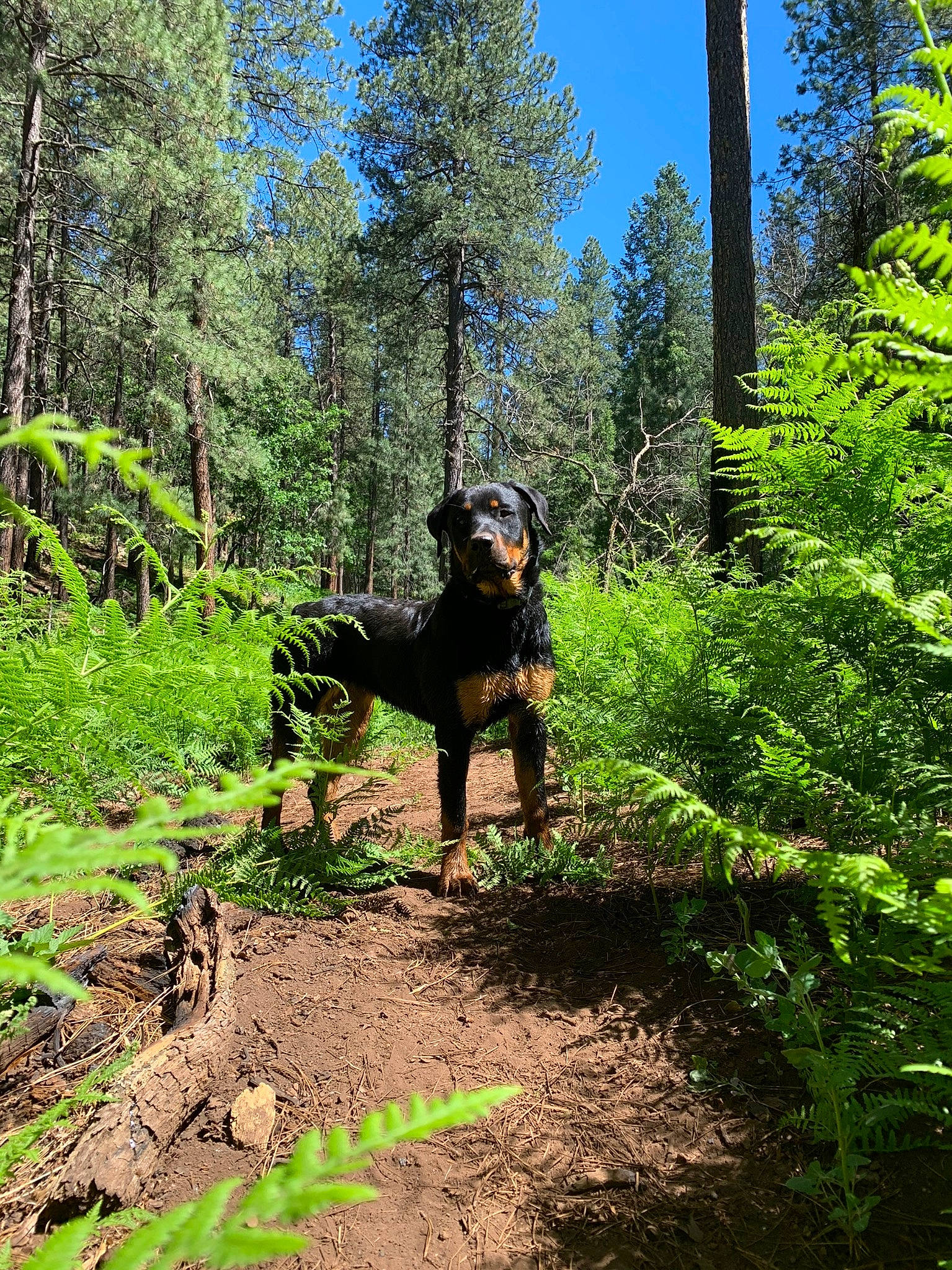 Marleigh is registered to the contest to win money with this photo: canidae, carnivore, dog, dog_breed, forest, grass, landscape, natural_landscape, people_in_nature, plant, recreation, shrub, sky, sporting_group, spruce_fir_forest, temperate_broadleaf_and_mixed_forest, terrestrial_plant, trail, tree, working_animal