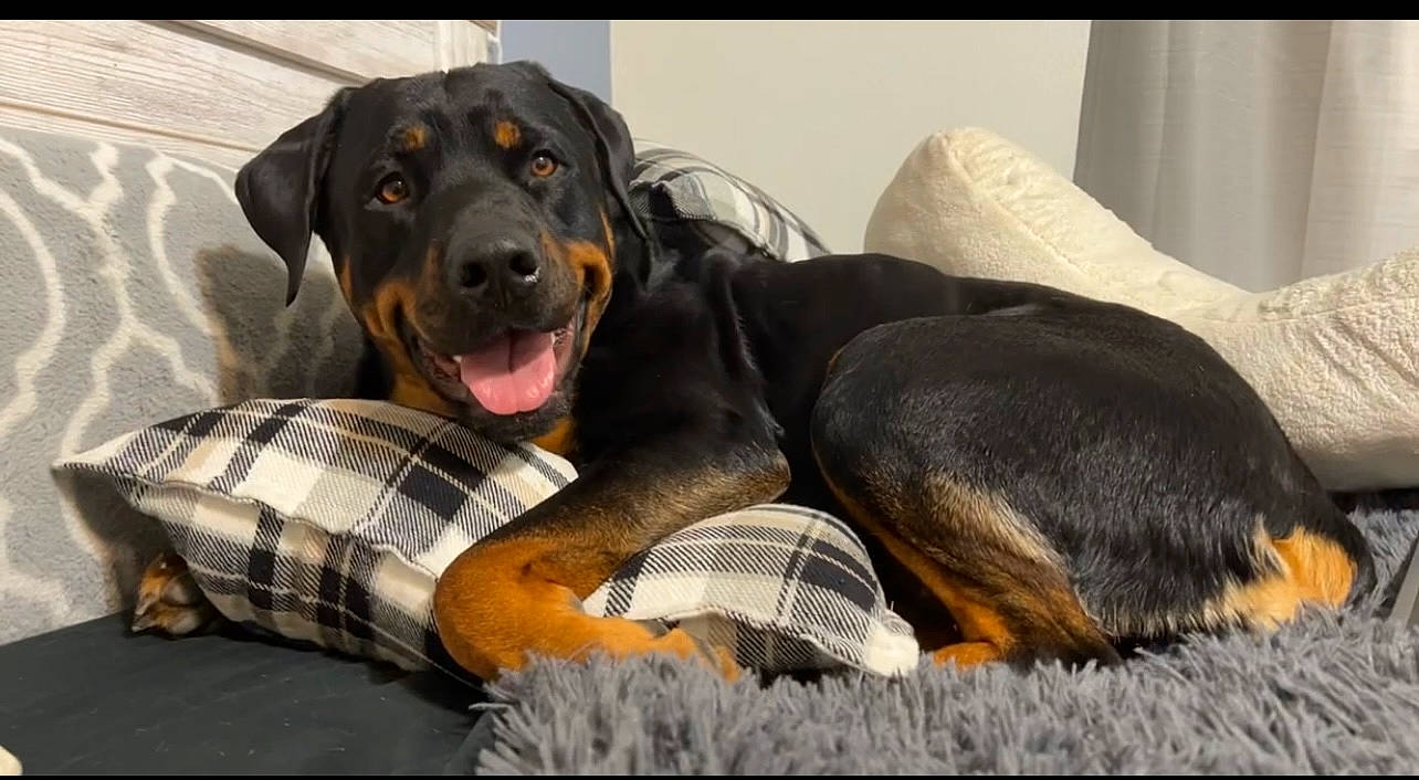 Marleigh joined the competition — help win amazing prizes! canidae, carnivore, collar, comfort, companion_dog, dog, dog_breed, dog_supply, fur, guard_dog, hound, plaid, scent_hound, snout, sporting_group, tartan, terrestrial_animal, whiskers, working_animal, working_dog