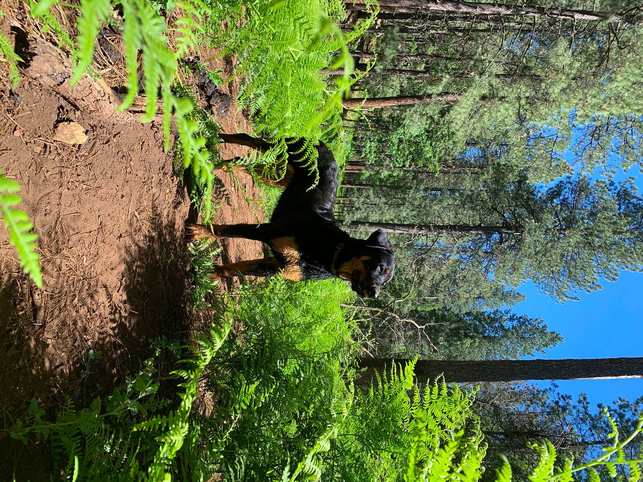 Marleigh is registered to the contest to win money with this photo: biome, body_of_water, branch, dog, grass, groundcover, landscape, natural_landscape, organism, plant, sky, sunlight, terrestrial_plant, tree, trunk, vegetation, water, watercourse, wood, woody_plant