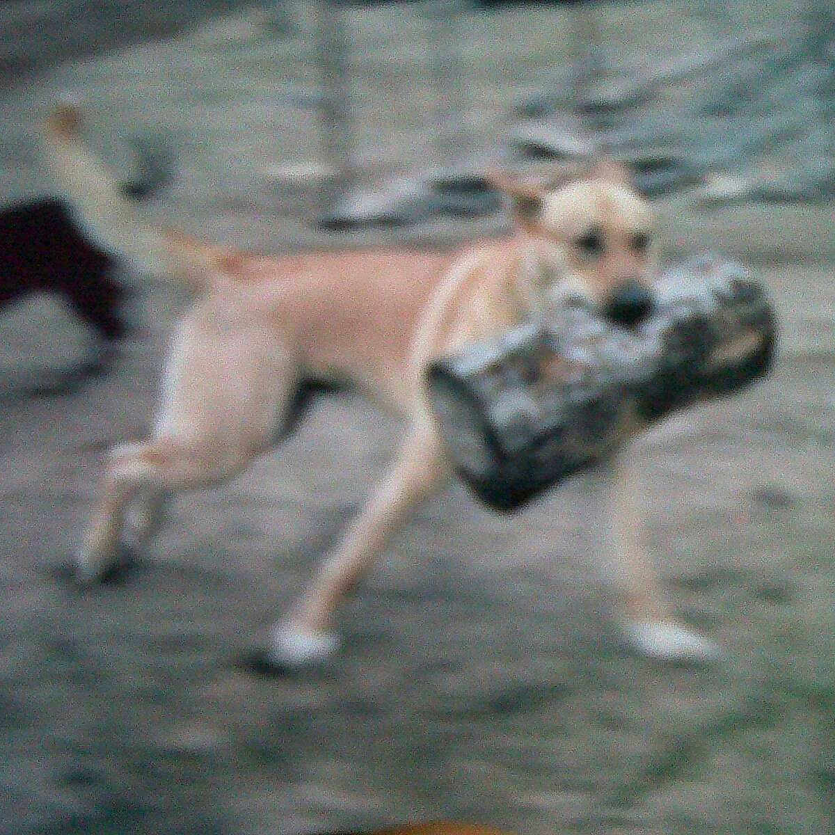 Baily joined the competition — help win amazing prizes!