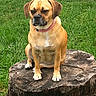 animal, backyard, brown_fur, canine, daylight, dog, door, floppy_ears, front_view, grass, lawn, outdoor, pet, pink_collar, portrait, serious_expression, short_hair, sitting, tree_stump, wood
