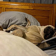 Poe joined the competition — help win amazing prizes! dog, pug, bed, pillow, tablet, wooden_headboard, sleeping, relaxed, indoor, pet, fur, light_brown, black_muzzle, cozy, blanket, resting, napping, domestic_animal, animal, cushion