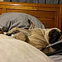animal, bed, black_muzzle, blanket, cozy, cushion, dog, domestic_animal, fur, indoor, light_brown, napping, pet, pillow, pug, relaxed, resting, sleeping, tablet, wooden_headboard