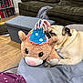 Poe joined the competition — help win amazing prizes! dog, pug, stuffed_animal, party_hat, plush_toy, blanket, couch, living_room, bookshelf, wooden_floor, furniture, pet, sleeping, cozy, indoor, relaxing, soft_toy, animal, cute, home