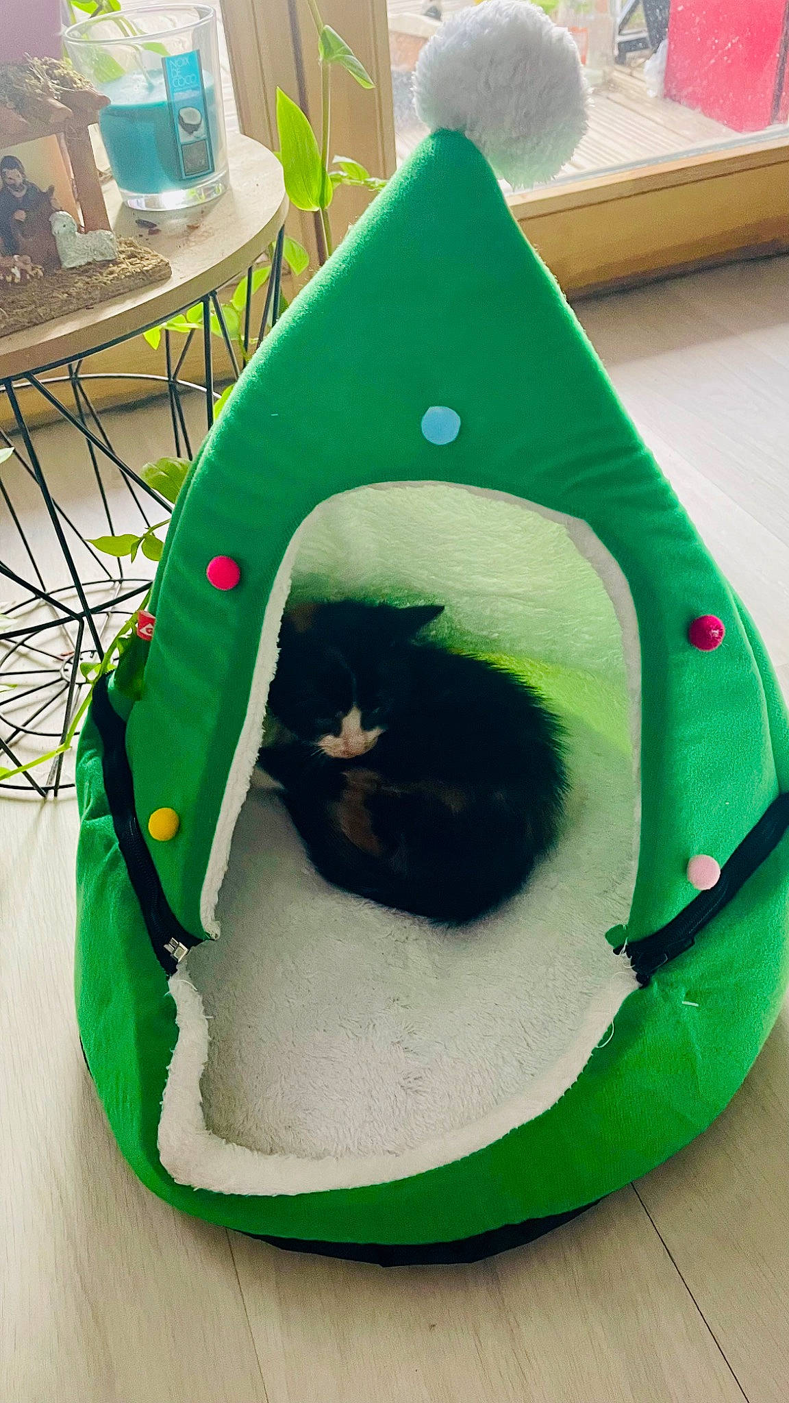 Wendy a rejoint le concours — aidez-le/la à gagner de superbes lots ! ball, carnivore, cat, cat_bed, cat_supply, chair, circle, domestic_short_haired_cat, felidae, grass, green, leisure, personal_protective_equipment, play, recreation, small_to_medium_sized_cats, table, tire, toy, whiskers