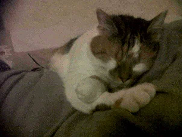 Praline participe au concours pour gagner de l'argent avec cette photo : carnivore, cat, comfort, domestic_short_haired_cat, ear, felidae, fur, monochrome, nap, paw, sleep, small_to_medium_sized_cats, snout, tail, whiskers