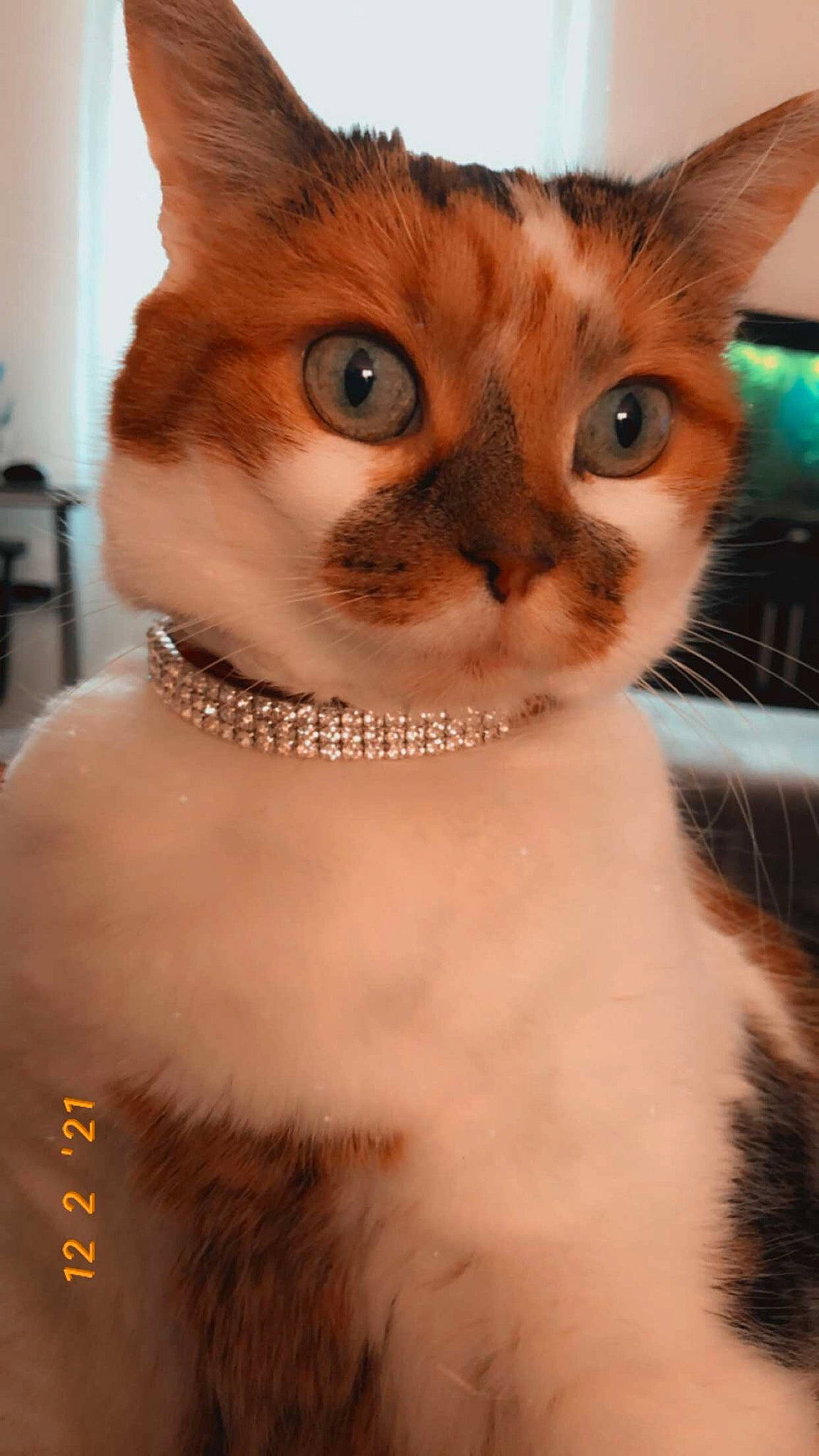 Praline a rejoint le concours — aidez-le/la à gagner de superbes lots ! carnivore, cat, chest, close_up, collar, domestic_short_haired_cat, eye, eyelash, fawn, felidae, fur, head, jewellery, paw, pet_supply, small_to_medium_sized_cats, snout, tail, whiskers, window