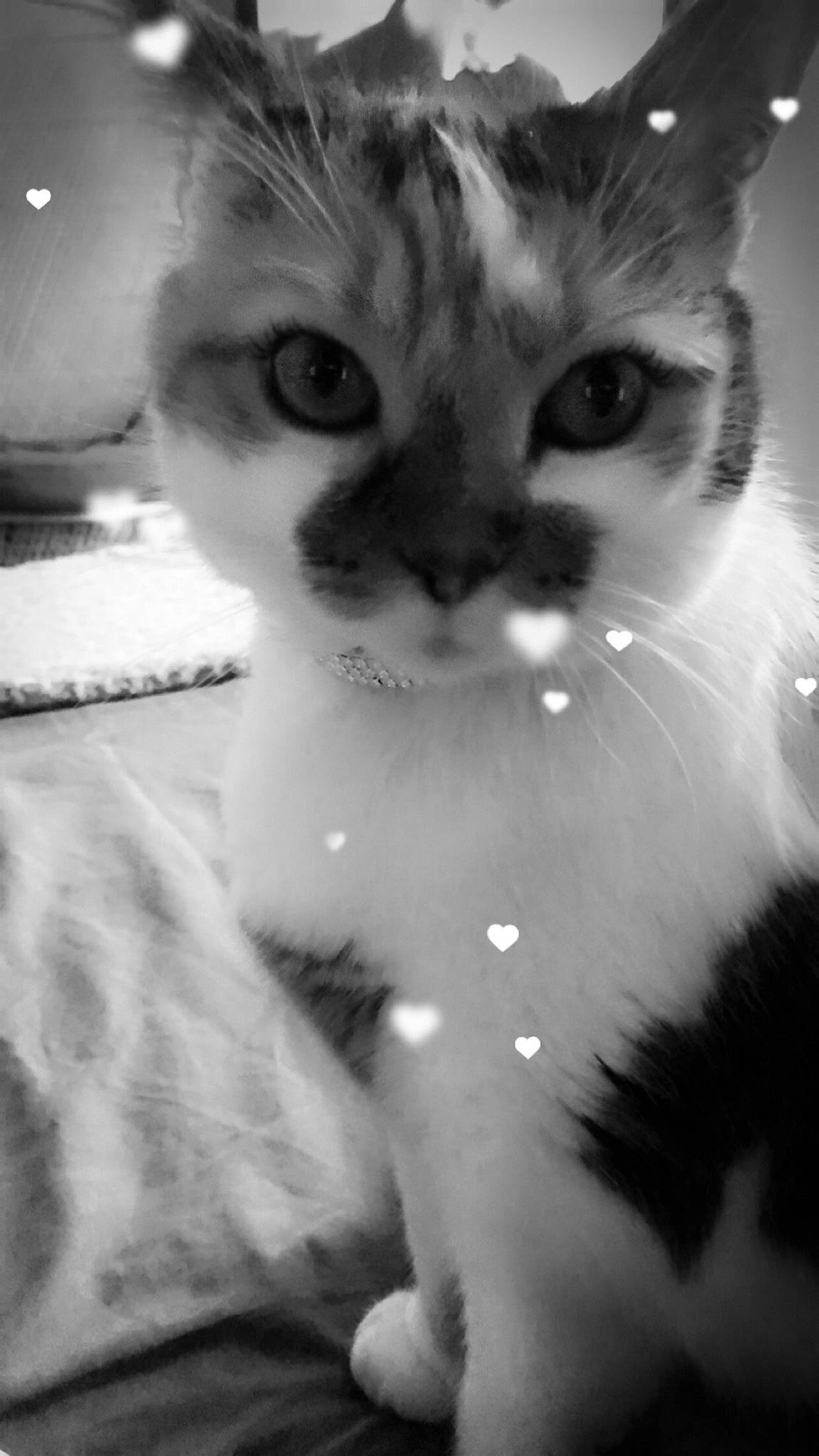 Praline a rejoint le concours — aidez-le/la à gagner de superbes lots ! black_and_white, carnivore, cat, claw, domestic_short_haired_cat, eyelash, felidae, fur, iris, monochrome, monochrome_photography, paw, plant, small_to_medium_sized_cats, snout, style, terrestrial_animal, tree, whiskers, window