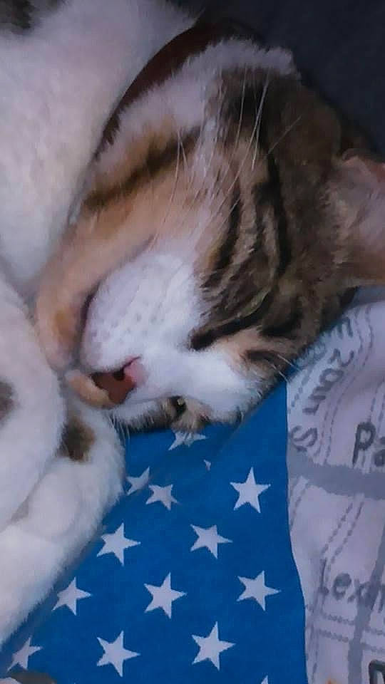 Reglisse a rejoint le concours — aidez-le/la à gagner de superbes lots ! carnivore, cat, claw, comfort, domestic_short_haired_cat, felidae, flag, flag_of_the_united_states, flooring, fur, nap, pattern, paw, sleep, small_to_medium_sized_cats, tail, terrestrial_animal, textile, whiskers