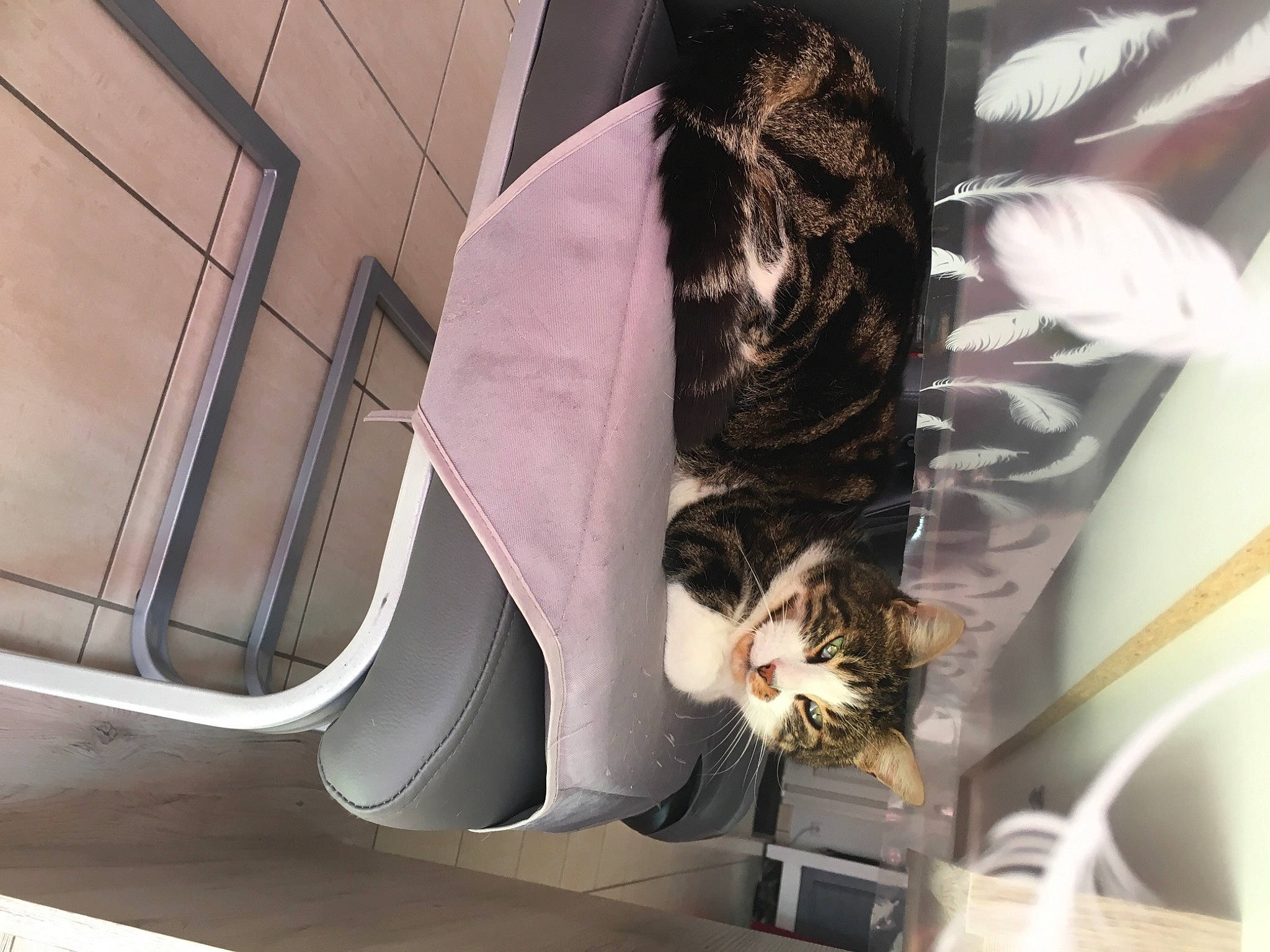 Reglisse participe au concours pour gagner de l'argent avec cette photo : bag, carnivore, cat, comfort, domestic_short_haired_cat, fashion_accessory, felidae, fur, human_leg, leg, mammal, nap, pet_supply, room, sitting, small_to_medium_sized_cats, tail, vertebrate, whiskers