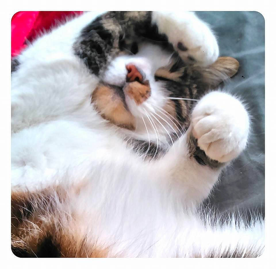 Reglisse participe au concours pour gagner de l'argent avec cette photo : carnivore, cat, cat_bed, claw, comfort, domestic_short_haired_cat, fawn, felidae, foot, fur, gesture, nap, paw, photo_caption, rectangle, small_to_medium_sized_cats, snout, stock_photography, tail, whiskers