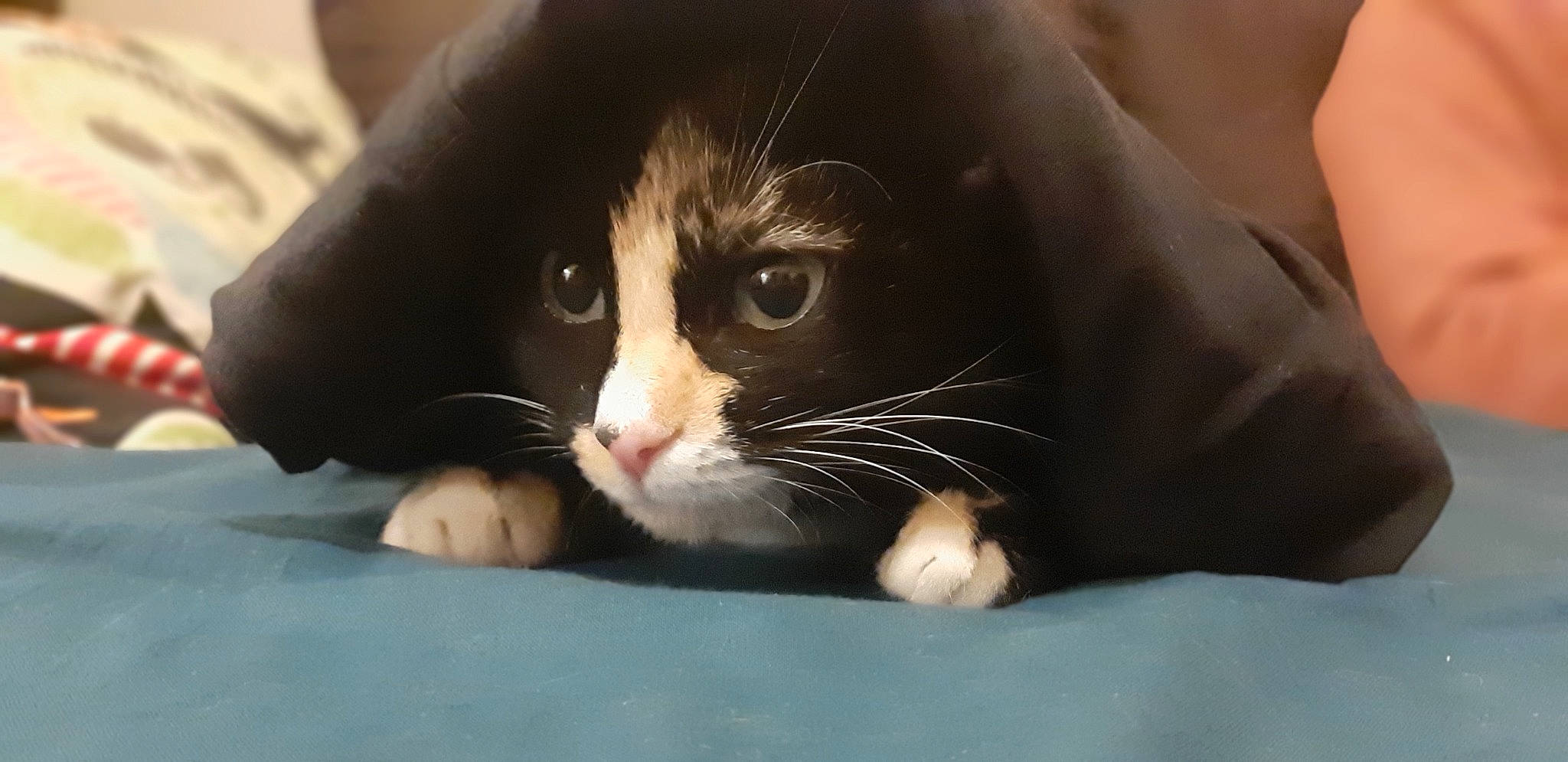 Maï participe au concours pour gagner de l'argent avec cette photo : carnivore, cat, claw, comfort, domestic_short_haired_cat, felidae, foot, fur, hair, iris, nose, paw, small_to_medium_sized_cats, snout, whiskers, window