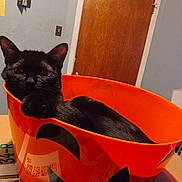 Galaxy is registered to the contest to win money with this photo: cat, black_cat, orange_bucket, halloween, jack_o_lantern, indoor, door, wall, paw, curious, relaxed, pet, animal, container, feline, table, room, decor, box, domestic