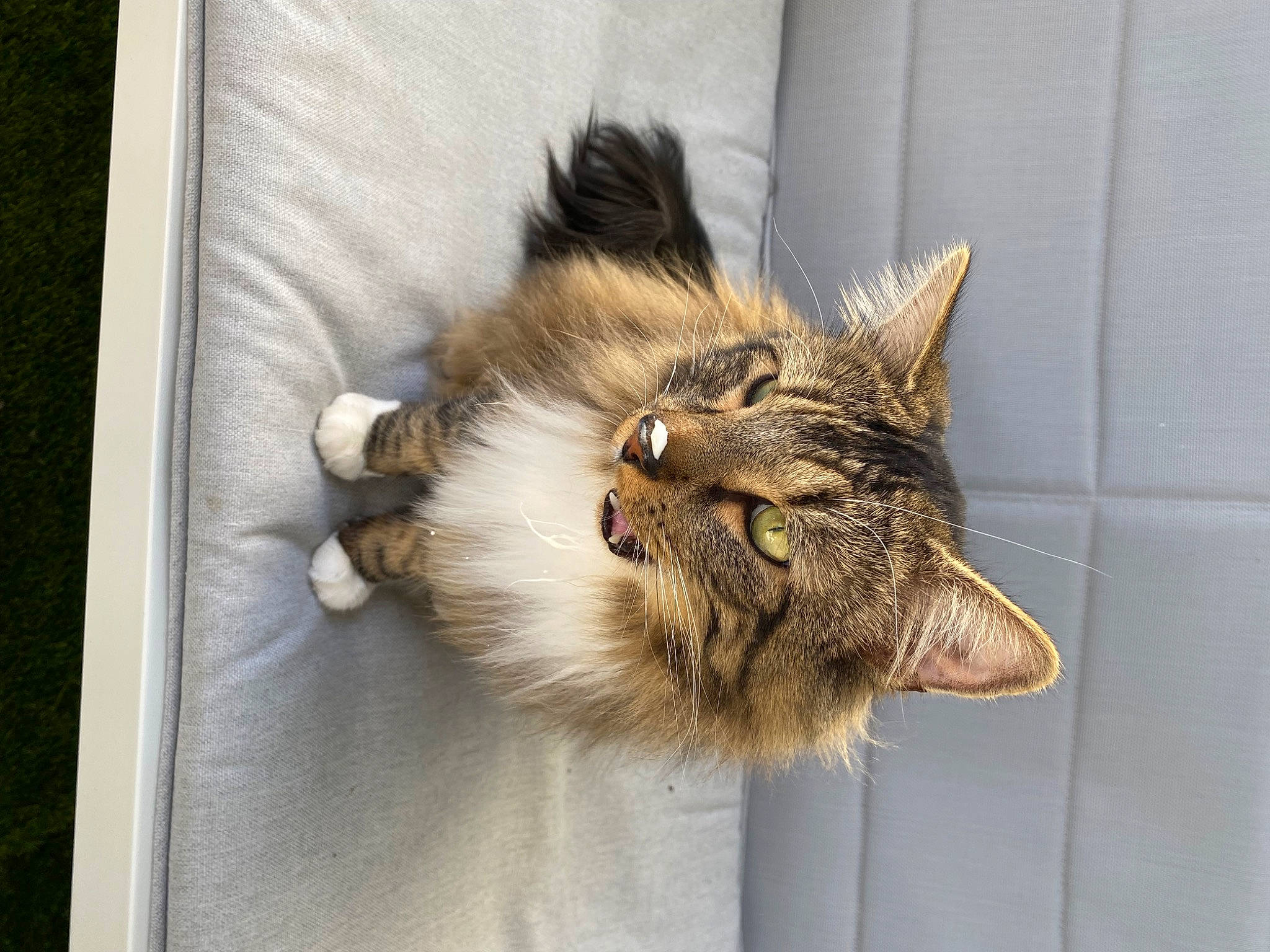Simba participe au concours pour gagner de l'argent avec cette photo : carnivore, cat, claw, domestic_short_haired_cat, fashion_accessory, fawn, felidae, fur, maine_coon, paw, rectangle, small_to_medium_sized_cats, snout, somali, tail, terrestrial_animal, whiskers