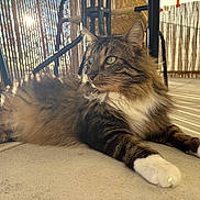 Simba a rejoint le concours — aidez-le/la à gagner de superbes lots ! cat, pet, feline, tabby_cat, long_hair, white_paws, whiskers, green_eyes, sunlight, backlighting, lens_flare, bamboo_screen, patio, concrete_floor, relaxed, lying_down, chair, shadows, fur, portrait