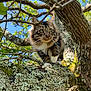 Simba a rejoint le concours — aidez-le/la à gagner de superbes lots ! cat, tabby, feline, tree, branches, bark, lichen, moss, paws, whiskers, green_leaves, blue_sky, outdoor, nature, climbing, portrait, close_up, curious, animal, trunk