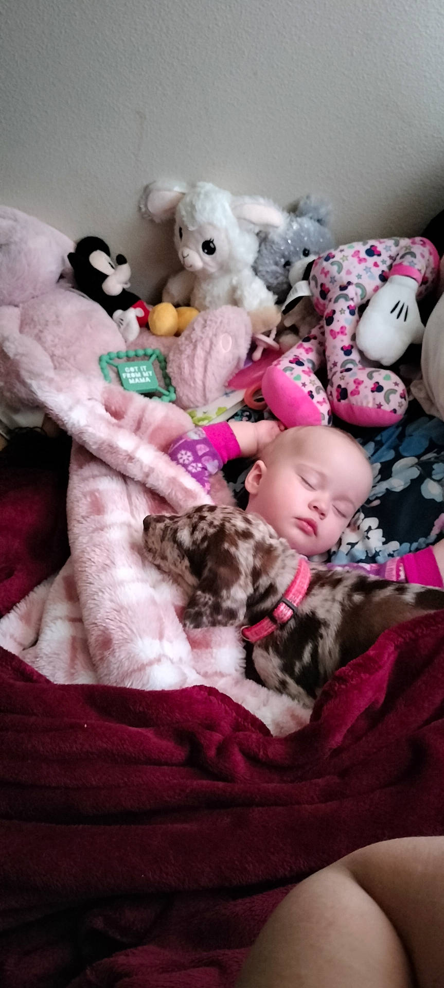 Aurora is registered to the contest to win money with this photo: accessories, animal, architecture, baby, ball, bed, bedroom, blanket, bostonbull, boxer, building, bulldog, canine, cat, clothing, cockerspaniel, costume, couch, crib, cushion