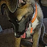 Bacchus participe au concours pour gagner de l'argent avec cette photo : puppy, dog, orange_collar, tongue_out, indoor, couch, toy, brown_fur, white_paws, sitting, pet, animal, young_dog, ears, snout, paw, fur, domestic_animal, cute, relaxed