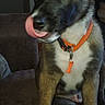 Bacchus participe au concours pour gagner de l'argent avec cette photo : puppy, dog, pet, collar, orange_collar, tongue, licking, sitting, couch, indoor, brown_fur, white_paws, toy, chew_toy, curious, young_dog, canine, animal, domestic, playful