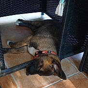 Bacchus a rejoint le concours — aidez-le/la à gagner de superbes lots ! puppy, dog, sleeping, wicker_chair, tile_floor, collar, sunlight, shadow, resting, indoor, pet, brown_fur, black_fur, white_paws, quiet, relaxation, floor_tiles, peaceful, domestic_animal, cozy