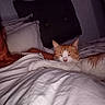 animal, bed, bedding, bedroom, blanket, cat, close_up, cozy, feline, home, indoors, lying_down, orange_cat, pet, pillows, relaxed, resting, sleeping, sleepy, white_cat