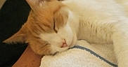 Bonnie participe au concours pour gagner de l'argent avec cette photo : bed, blanket, cat, close_up, closed_eyes, cozy, curled_up, feline, fur, indoors, lying_down, orange_cat, pet, pink_nose, relaxed, resting, sleeping, sleepy, whiskers, white_cat