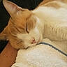 bed, blanket, cat, close_up, closed_eyes, cozy, curled_up, feline, fur, indoors, lying_down, orange_cat, pet, pink_nose, relaxed, resting, sleeping, sleepy, whiskers, white_cat