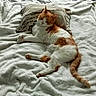 Bonnie participe au concours pour gagner de l'argent avec cette photo : animal, bed, bedroom, blanket, cat, cozy, fluffy, fur, indoors, lounging, lying_down, orange_and_white_cat, paws, pet, pillow, portrait, relaxed, sleepy, tail, whiskers