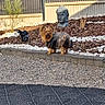 animal, buddha_statue, daylight, decor, dog, fur, garden, gravel, landscape, nature, outdoor, peaceful, pet, quiet, rock_garden, shrub, small_dog, statue, sunlight, yorkshire_terrier